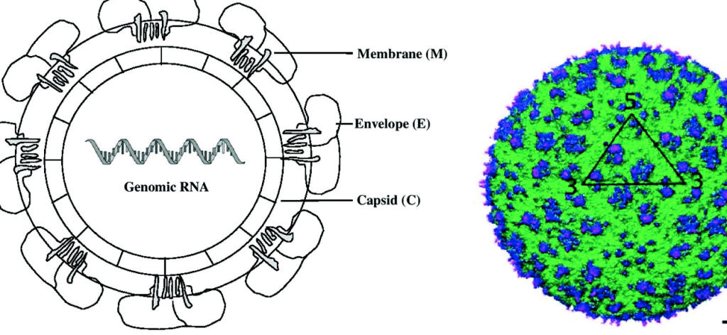 Naming the Dengue Virus